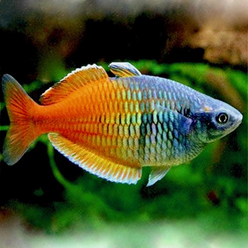 Melanotaenia boesemani sp.red - Arc en ciel de Boeseman sp. rouge M